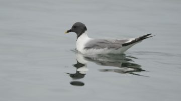 Single Sabine's gull floating on the water