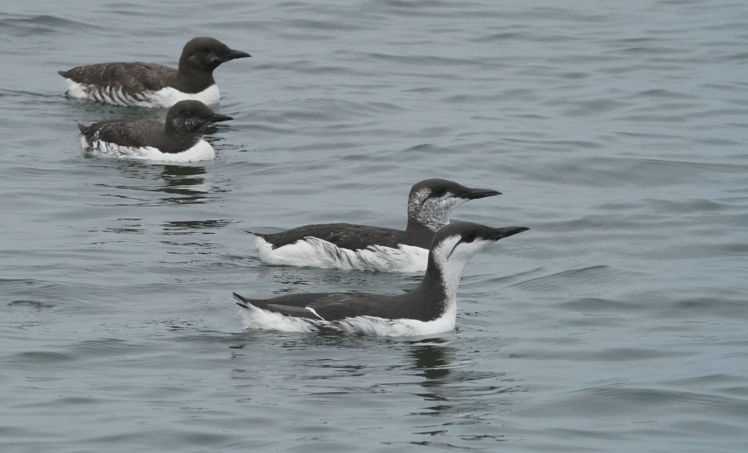 several common murre floating on the water