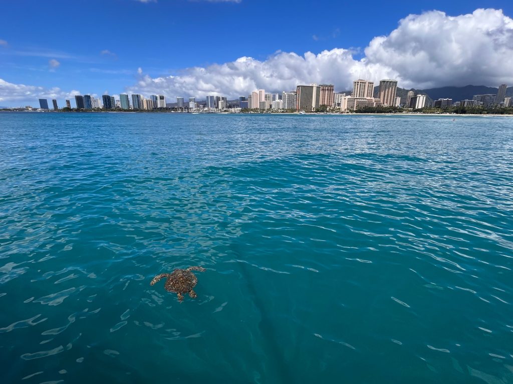 A view of a sea turtle and the City of Honolulu from the water.