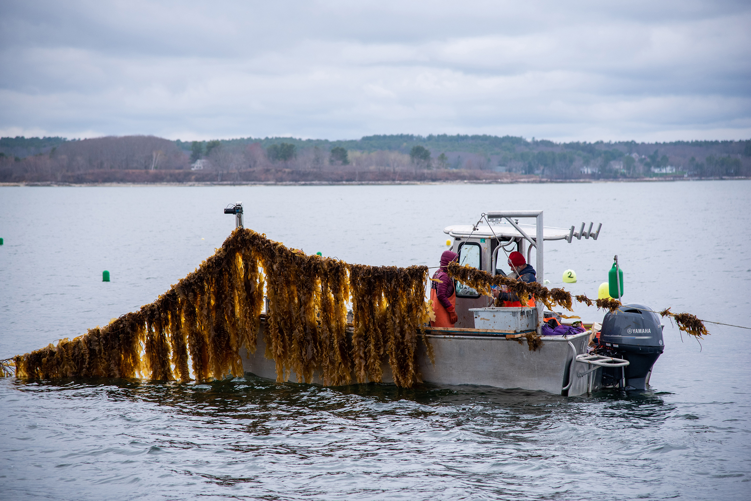 Seaweed farmers haul in lines of sugar kelp onto their boat. The algae sways in the winter air.