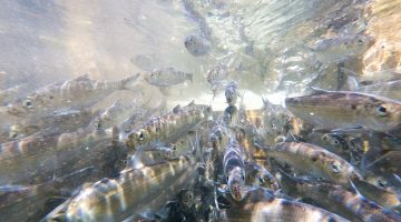 Alt text for each photo: A school of silver fish are swimming upstream. Their noses are pointed at the camera and the blue of the water reflects off of their scales.