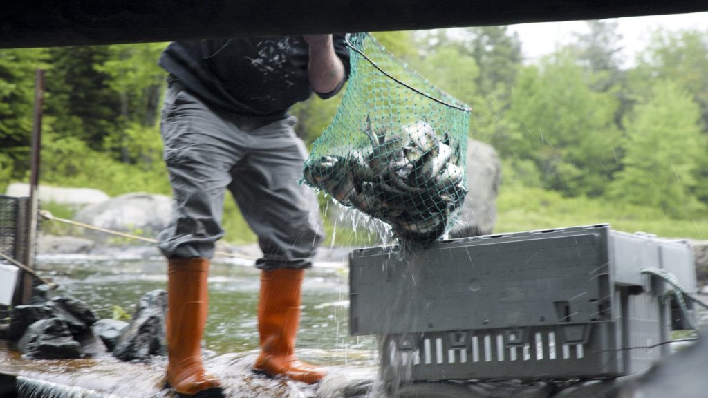 A man stands on a wooden board holding a green dip net full of river herring. A gray container, called a fish tote, sits beside him.