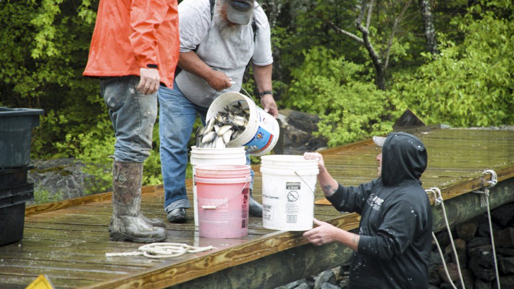 Two men stand on an elevated wood platform pouring fish into a bucket, which is stabilized by a third man below the platform.