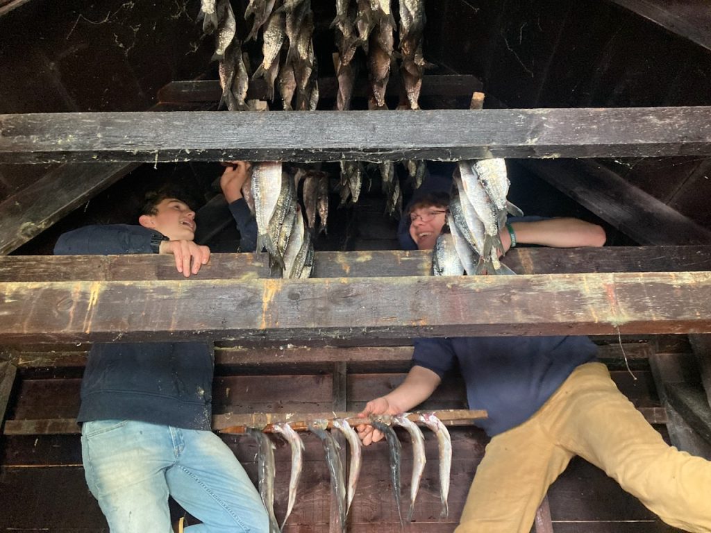 Two students are standing in the rafters of a smokehouse. They are holding a long stick with silver fish hanging off of it and standing below many similar sticks already hung from the ceiling.