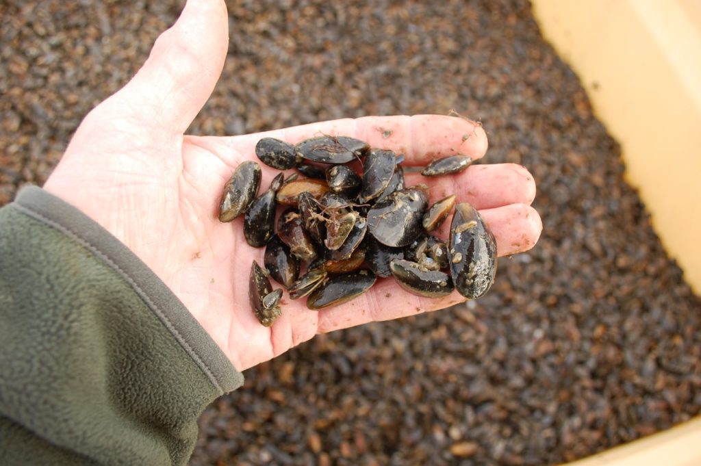 Close up of a hand holding a group of small mussels over a crate of them.