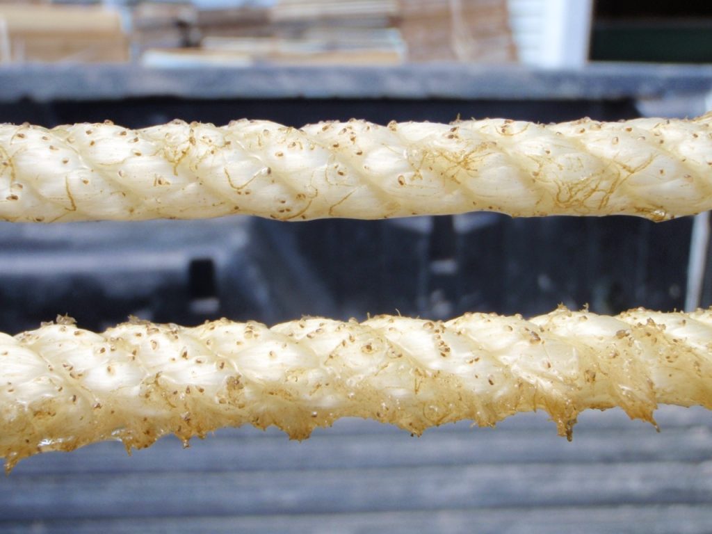 Close up of a thick white rope with tiny mussel seeds clinging to them