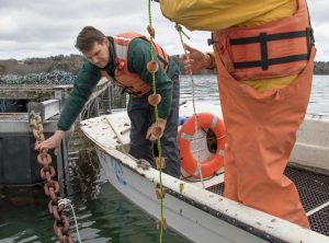 Two scallop farmers drop lines of ear-hung scallops into the water from a small skiff