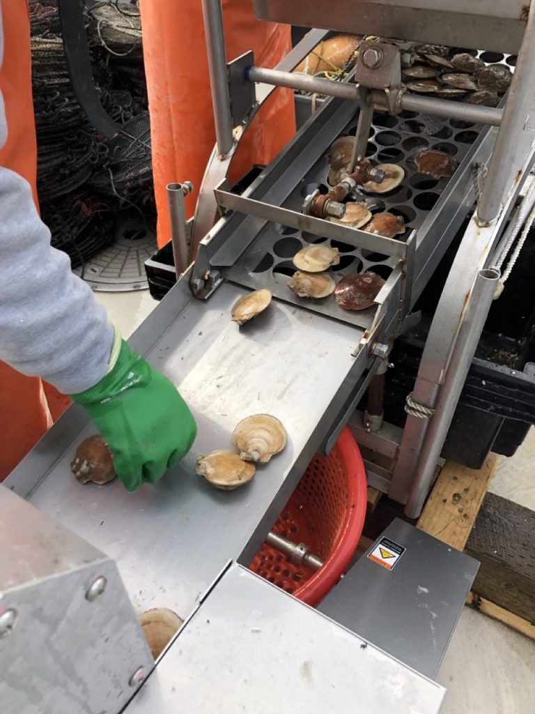 Scallops are sorted on a conveyer belt