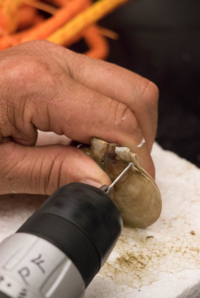 A hand is holding a scallop upright while a person is piercing the scallops ear with a drill.