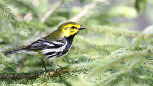 a black-throated green warbler perched in a spruce tree