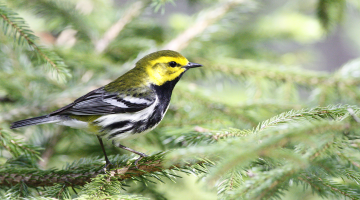 a black-throated green warbler perched in a spruce tree