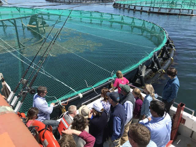 A tour group looks over the edge of a boat at a salmon pen with a bright green net covering it
