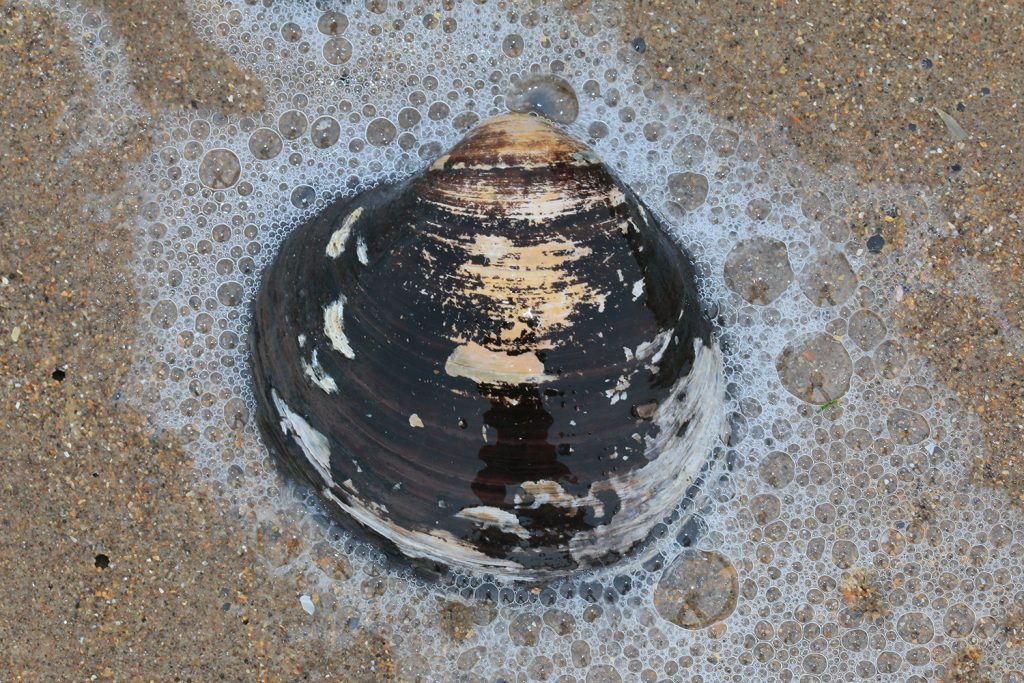 Ocean Quahog on sand.