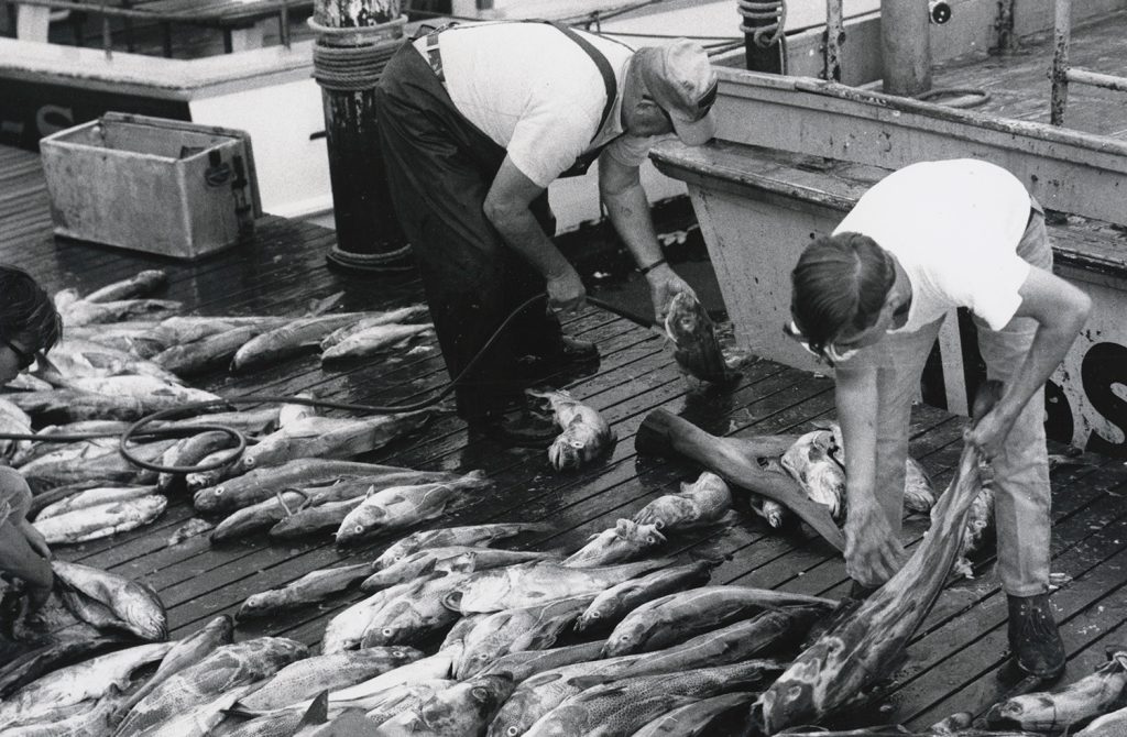 Two men in work boots sort fish on a dock, with fishing boats tied alongside. One man is in rubber overalls, the other in jeans and a T-shirt. The dock is covered in fish, most about two feet in length. All fish appear dead.