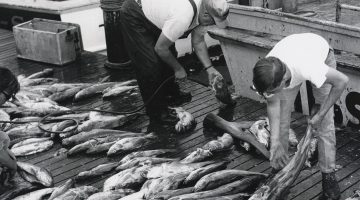 Two men in work boots sort fish on a dock, with fishing boats tied alongside. One man is in rubber overalls, the other in jeans and a T-shirt. The dock is covered in fish, most about two feet in length. All fish appear dead.