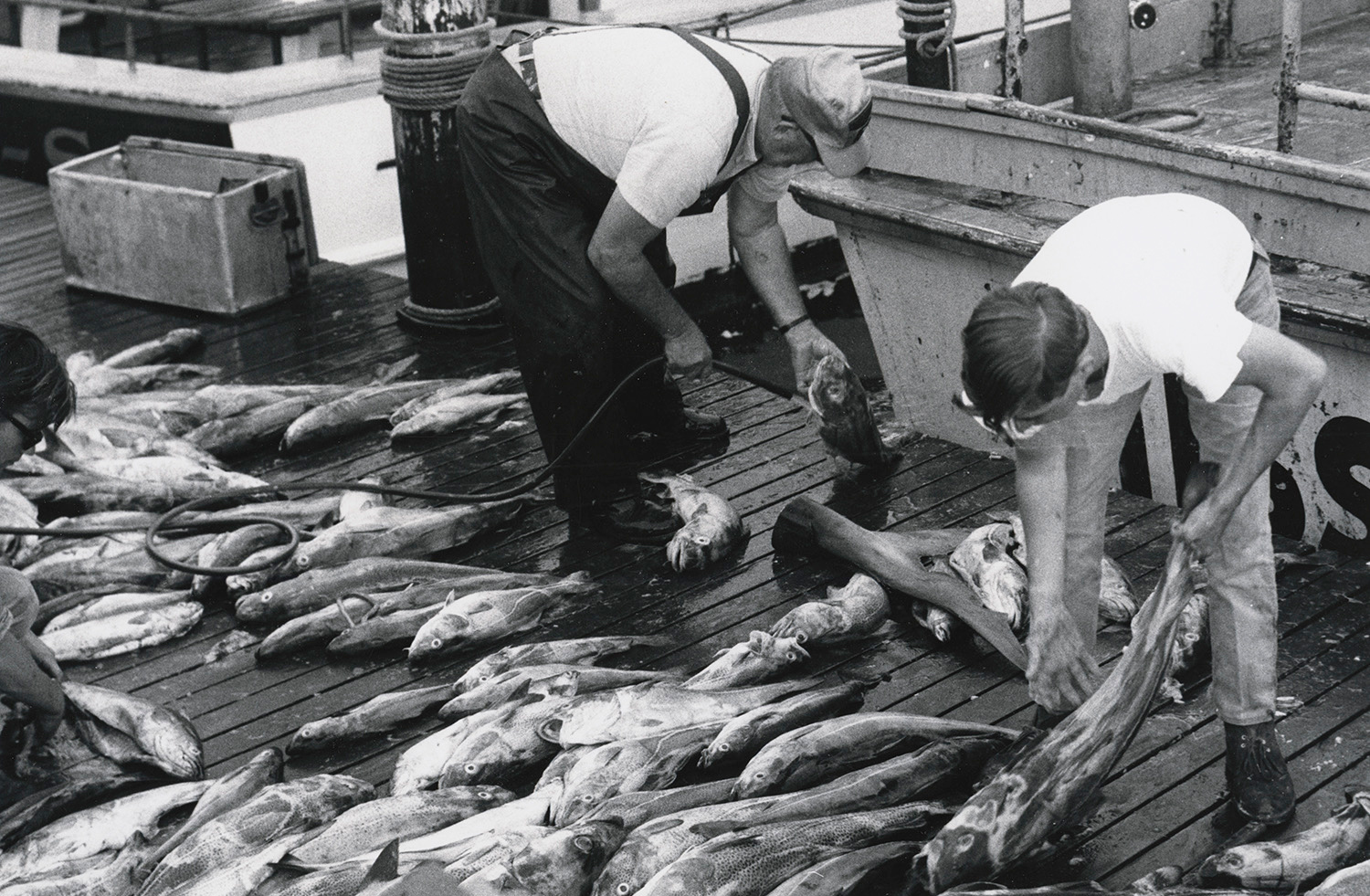 featured image for Coastal Conversations Radio Program: In Pursuit of Cod