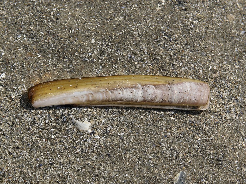 Razor clam on sand.