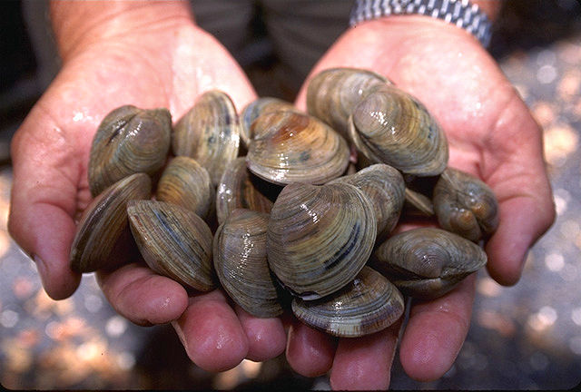 Little neck clams held in two hands.