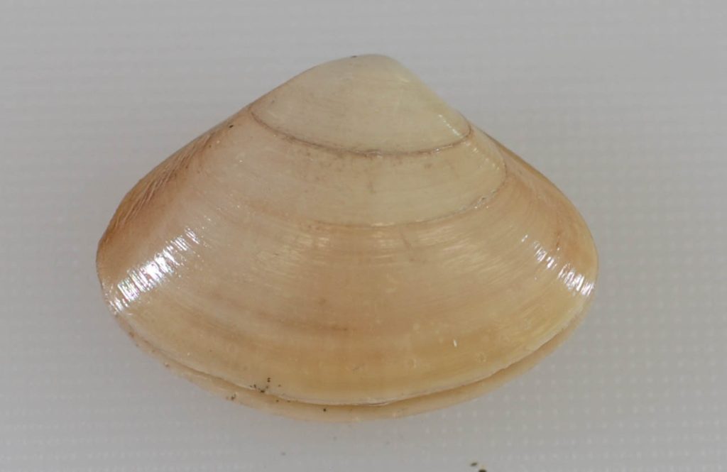 Atlantic surf clam