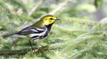 A small sonbgird sitting on an evergreen branch
