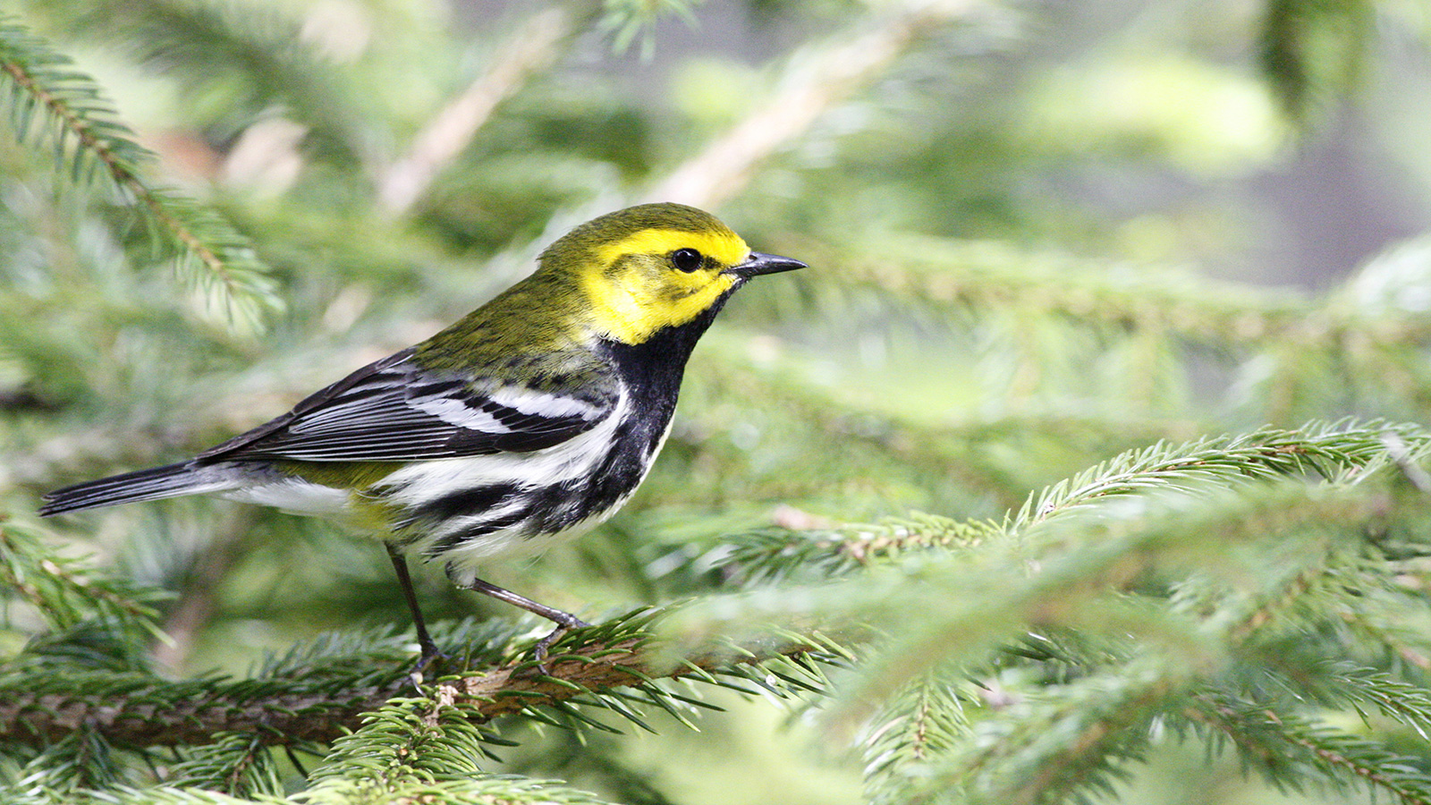 A small sonbgird sitting on an evergreen branch