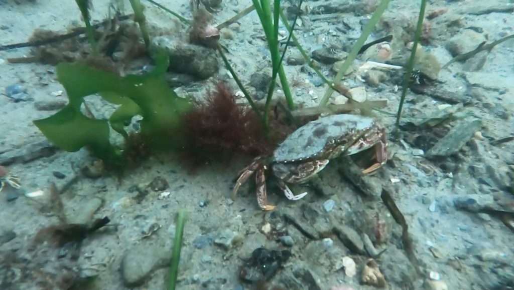 Underwater diving on muddy ocean floor with jagged gravel. A red rock crab backed up against a few pieces of eel grass on the right side. Red macroalgae growing between the eel grass is next to the crab. A thin green blade of macroalgae is on the right side. A blue-green hue covers the whole image as water and depth affects what colors are visible.