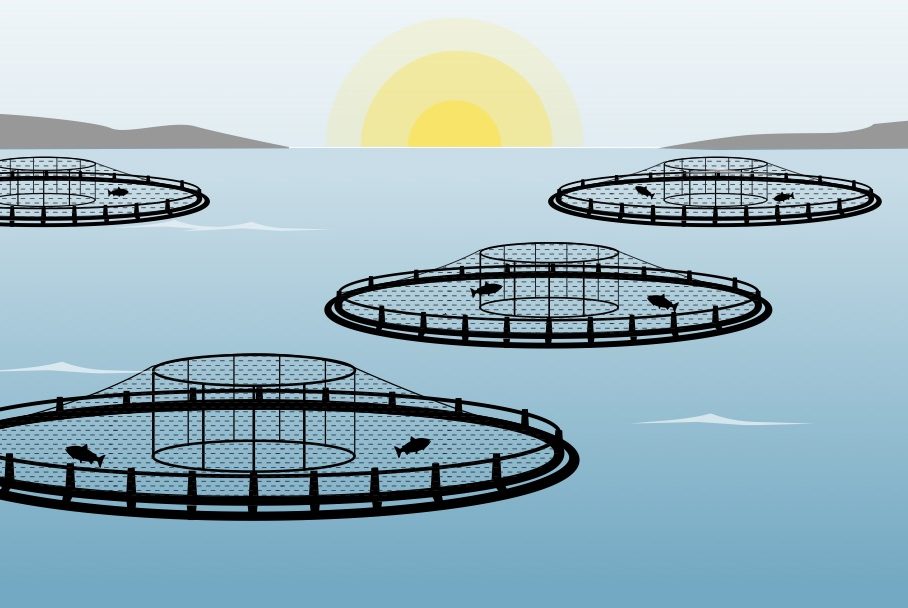Drawing of rows of aquaculture pen nets floating in the water