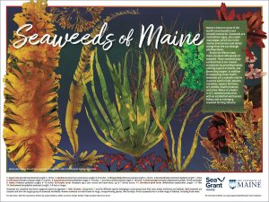 Poster image based on Seaweeds of Maine 2023 calendar