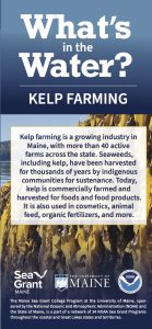 Image of Maine Sea Grant's What's in the Water Kelp brochure
