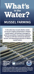 Image of Maine Sea Grant's What's in the Water Mussels brochure