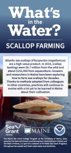 Image of Maine Sea Grant's What's in the Water Scallops brochure