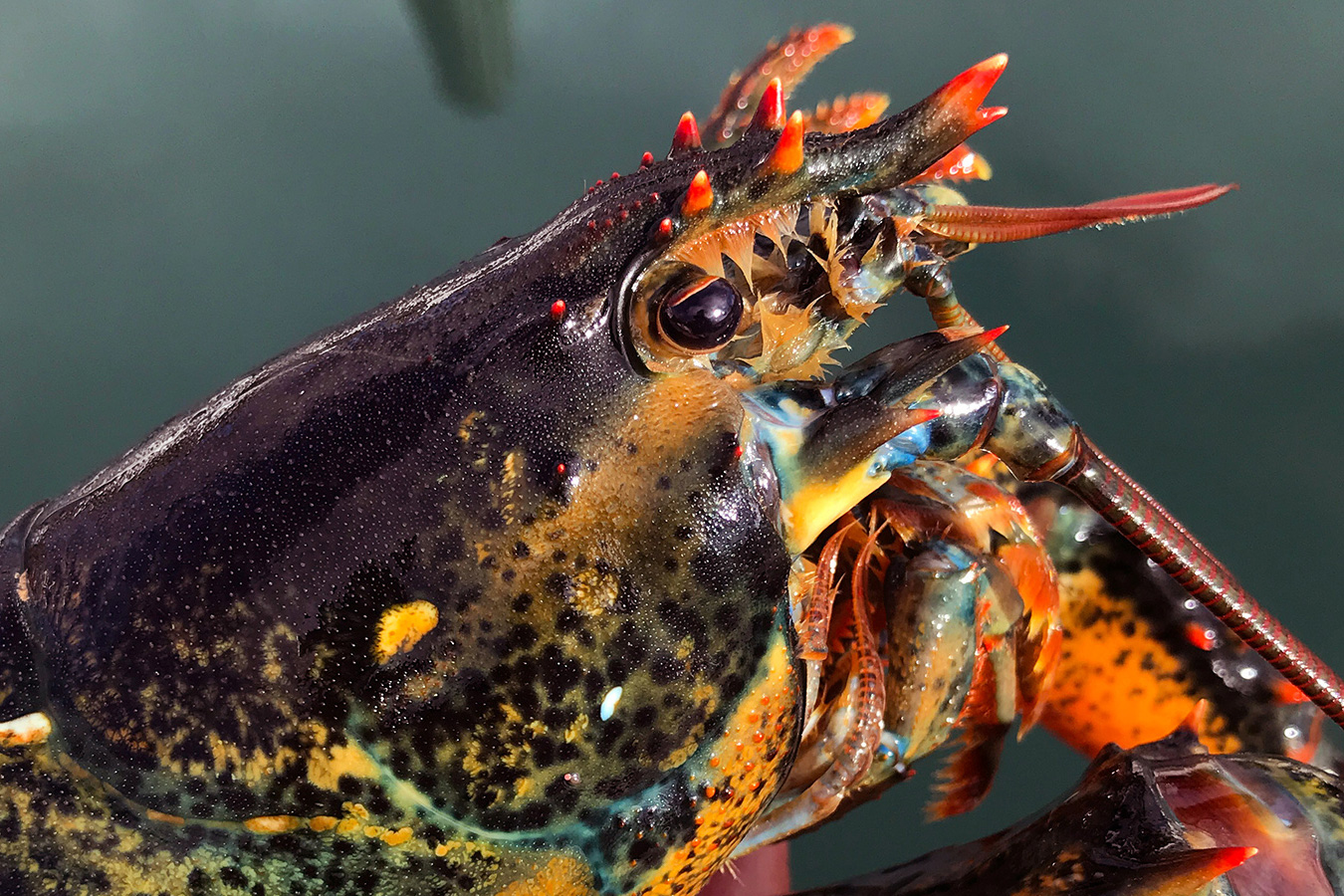 close up of the head of a lobster