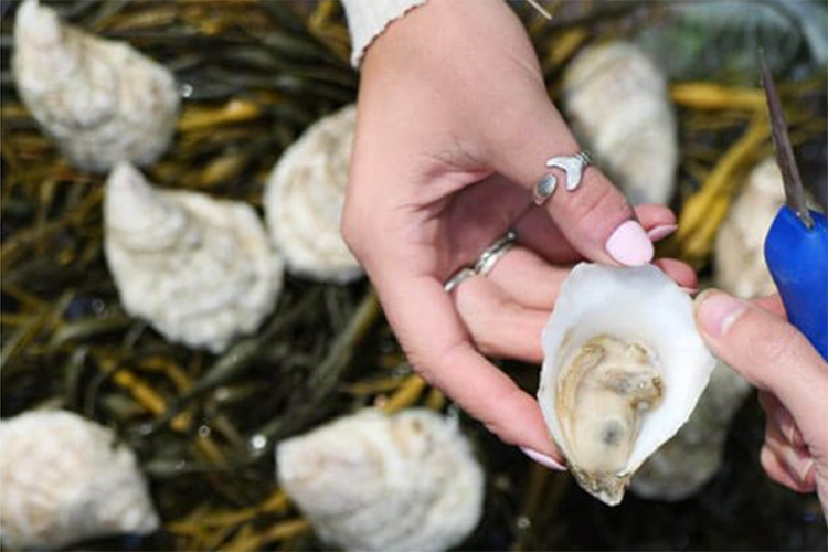 one hand giving an oyster to another hand, over a bed of oysters on seaweed.
